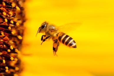 Datos interesantes sobre las abejas.
