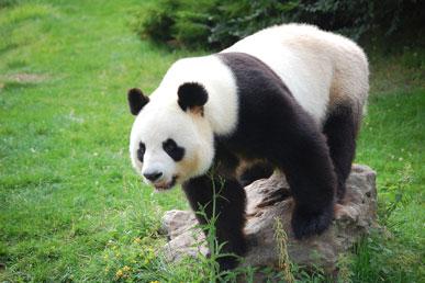 Interesting panda facts