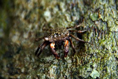 Krabber, der klatrer i træer: interessante fakta