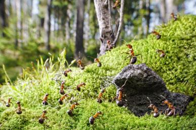 Intressanta fakta om myror