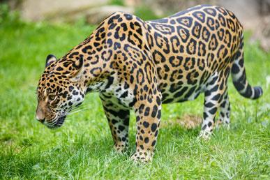 Interessante Jaguar-feiten