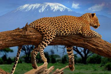 Intressanta fakta om leoparden