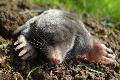 Interesting facts about moles