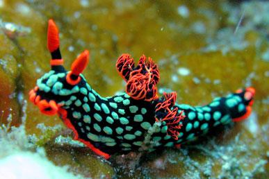 Neon Slug, Candy Snail, Pig Badger, Comb Sawfish, Butterfly 88: Unusual Animals