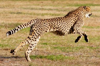 Interesting Cheetah Facts