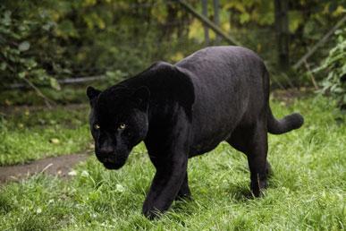 Intressanta fakta om svarta pantrar