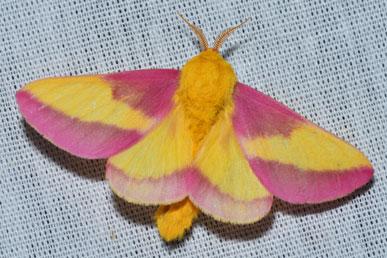 Pink Maple Moth, Blue Ringed Chobotnice, Pink Spoonbill, Texas Horned Lizard, Nemean Thinbodied