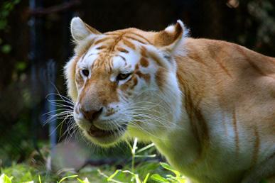 Tigrolev, liger, tigard, lepard, yaglev, yagupard, tiguar och andra hybrider av stora katter