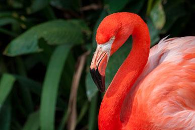 Ενδιαφέροντα γεγονότα για το Flamingo