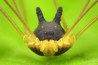 Rabbit spider, Pig-nosed turtle, Brown panda, Pygmy squirrel, Flying frog: the most unusual animals