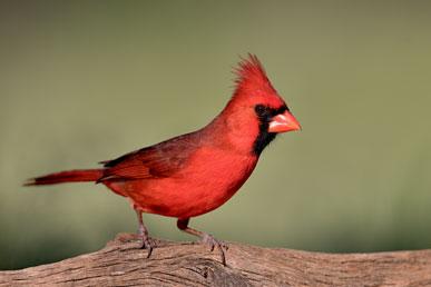 Rød kardinal, sortfodet kat, mexicansk tamandua, krokodilleskind, pygmæ søhest: de mest usædvanlige dyr
