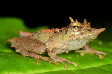 Pinocchio frog, Moon moth, Coconut octopus, Collared desert iguana, Guatemalan quetzal: the most unusual animals