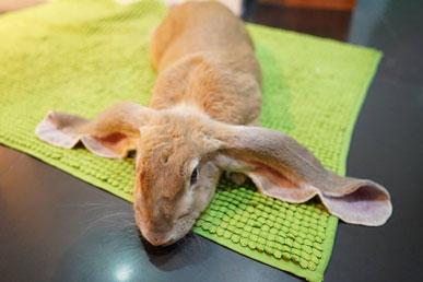 English Fold Rabbit: Một gã khổng lồ quyến rũ với đôi tai nhung