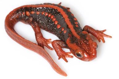 Dragão imperial da China: fatos interessantes sobre a salamandra tangerina