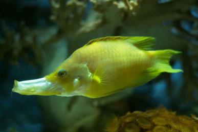 Slinger pyskoun: ryba se zatahovací čelistí, proměnlivým zbarvením a hermafroditismem