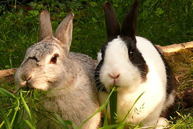 Wat is het verschil tussen een konijn en een haas?