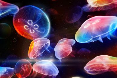 Цікаві факти про медузи