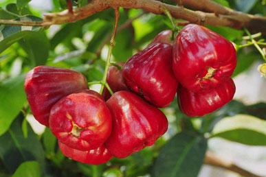 Jaboticaba, jackfruit, santol, monstera gourmet och andra besynnerliga tropiska frukter