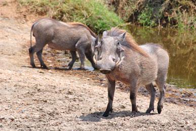 Fakta yang tidak dijangka tentang babi hutan: betapa kejamnya mereka?