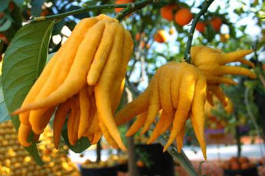 Buddhas hand, mammeya, noni, platonia, kumquat, borgen, avokado: extraordinära frukter