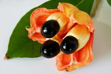 Antillean gooseberry, aki, ambarella, cherimoya, cupuaçu: unusual tropical fruit