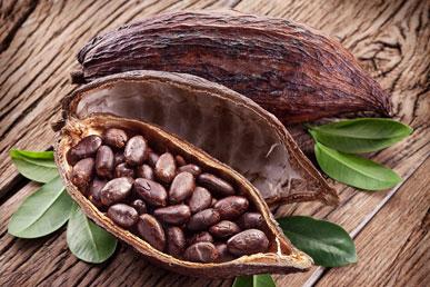Hur chokladträdet odlas och kakao tillverkas