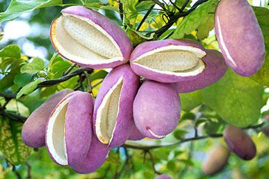 Akebia, biriba, sandal, muskatnøtt, grov melotria: merkelige tropiske frukter