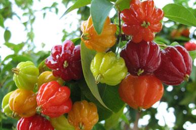 Pitanga, honeysuckle, pitecellobium, arborescens, pomegranate: unusual exotic fruits