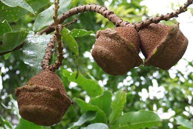 Lecithis, marang, ketembilla, filippinsk kanarium, macadamia: merkelige frukter