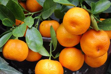 Datos interesantes sobre las mandarinas.