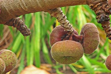 Ear ficus, berinjela tailandesa, árvore de sabão, laranja sanguínea: frutas exóticas estranhas