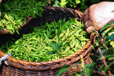 お茶の栽培方法と製造方法。 主なお茶の種類
