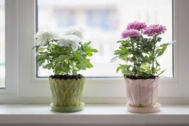 10 комнатных растений, очищающих воздух в помещении