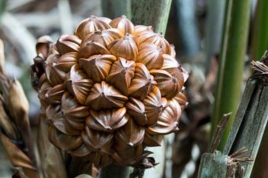 निपा, क्लाउडबेरी, डॉगवुड, बंबंगन: दुनिया भर के सबसे आश्चर्यजनक फल