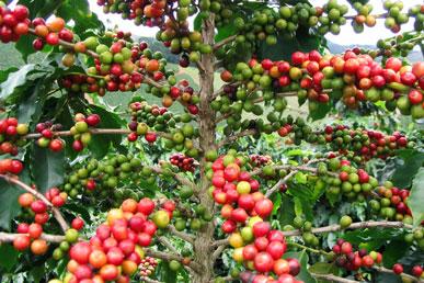 How coffee is grown and produced