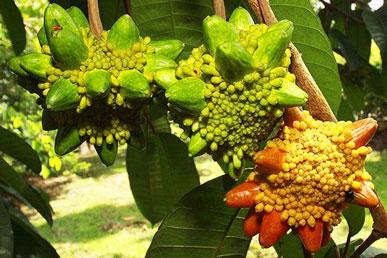Quesasu, uvaria, corlan, Spaanse limoen: de meest verbazingwekkende vruchten van over de hele wereld