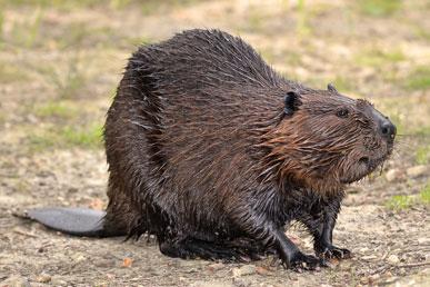 Interesting facts about beavers