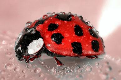 Interesting facts about ladybugs