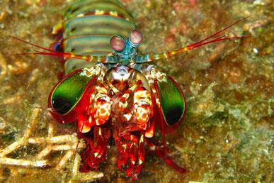 The most unusual animals: mantis shrimp, hook ant, Appaloosa horses, bald uakari, Amazonian royal flycatcher