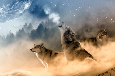 关于狼的一切：有趣的事实和流行的神话