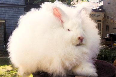 Цікаві факти про ангорських кроликів