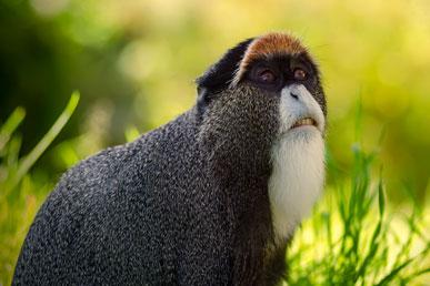 Khỉ Brazza, đầu to Ecuador, rùa tỏa sáng, saiga, ma: những loài động vật khác thường nhất