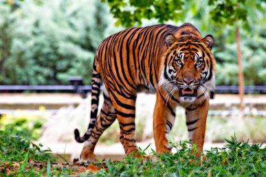 Interessante fakta om tigre | Typer og farvevariationer af tigre