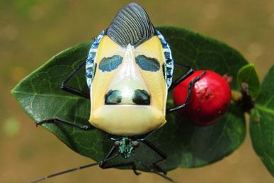 Human Face Beetle, Fire Salamander, Velvet Ant, Guinea Rooster, Bee Hummingbird, Glass Butterfly