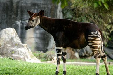 Okapi, Spider-Man Agama, African Great Bustard, Charza, Bush-eared pig: the most amazing animals