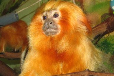 Golden Lion Marmoset, Sage Grouse, Japanese Flying Squirrel, Immortal Jellyfish, Pronghorn: Unusual Animals