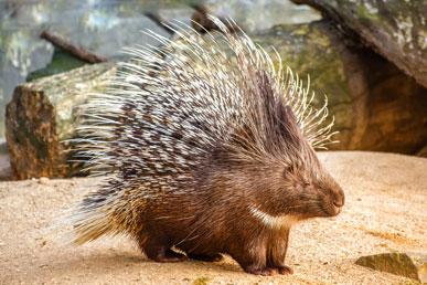 Misconceptions and facts about porcupines