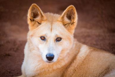 Dingo anjing liar: fakta menarik dan salah tanggapan