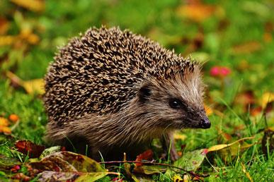 The most famous myths about hedgehogs