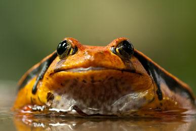Поширені вигадки про жаб